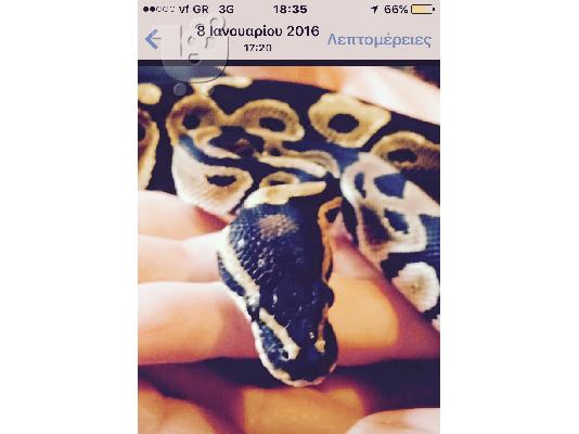 PoulaTo: Πωλούνται Ball Pythons